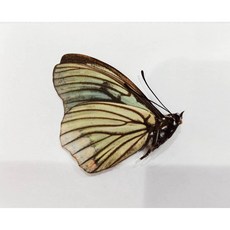 蟲新發現 蝴蝶標本A1 紅星斑蛺蝶 白化種 未展乾貨, 1個