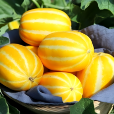 <첫출하> 성주 참외 가정용 랜덤과 못난이 참외, 1개, 2kg