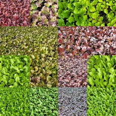 [무 배] 쌈 채소 모듬 상추 모종 30주 2026 새상품, 1개