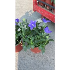 霏霏園藝 洋桔梗 5吋盆栽, 1個