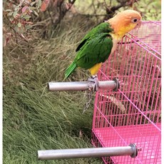 翔帥寵物生活館 鸚鵡磨趾棒 不鏽鋼磨爪棒, 1個, 雙螺母不鏽鋼磨桿：2.5cm*30cm