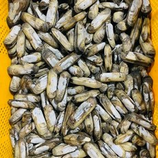 국산 냉동 맛조개 800g 30미 내외