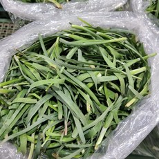 조은먹거리 초벌부추 햇 노지 정구지, 1박스, 초벌부추 500g