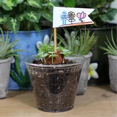 어린이집 유치원용 어린이씨앗키우기 자연관찰 식물키우기 관찰일지, 방울토마토, 1개, 방울토마토