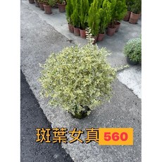 霏霏園藝 斑葉女真, 1個