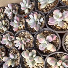 [해뜰다육] 방울복랑금 다육식물 선인장