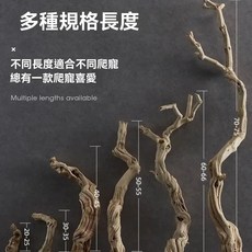 霸王藤木 爬寵攀爬木 樹枝 雨林缸造景, 1個, 霸王藤木50-55厘米[選大型宅配新竹]
