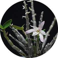 석곡 석곡란 Dendrobium moniliforne 착생란 석부작 목부작, 1개