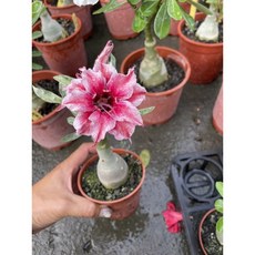 霏霏園藝沙漠玫瑰 3吋盆 顏色隨機 優惠價, 1個