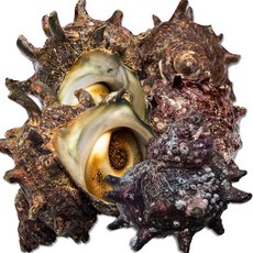 통영 활 뿔소라 자연산 해녀 직접채취 산지직송 띵작상점, 1개, 2kg (14-24미 내외)