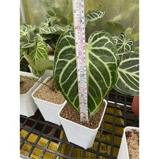 霏霏園藝 水晶花燭 7吋盆, 3吋一棵500元, 1個