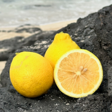 [껍질째먹어요] 산지직송 제주 유기농 청레몬, 1박스, 못난이 2kg