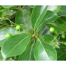 芳樟葉精油 Ho Wood Essential Oil, 1個, 250ml