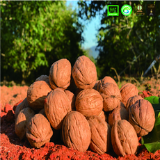 고창 황토호두 피호두 특 대 사이즈 1kg 호두나무숲, 피호두 대 사이즈 1kg(75-79개), 1개