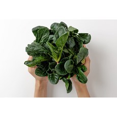 호야마트 유기농 시금치 무농약 국내산 신선 채소 산지직송, 1박스, 500g