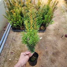 주목나무 묘목 3년생 포트(2개) 가림원예조경, 1개, 주목 3년생