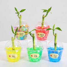 개운죽 만년화분(소) 식물키우기 DIY 패키지, 혼합, 1개