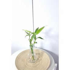 서비야드 개운죽 낱개 5p 10p 20cm 수경재배, 5개