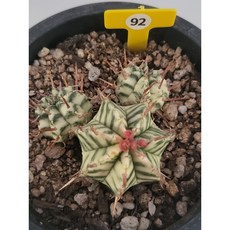 [가람다육] 멜로포르미스금 선인장, 1개, 멜로포르미스금92