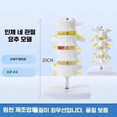 척추 모형 모델 해부학 인체 교육용 디스크 모델 신경 골반, 1개, 4단 요추 모델