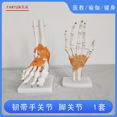 人體膝關節模型功能肩肘手腳髖可動骨骼醫學骨架六大關節人體骨骼模型, 韌帶  手關節+腳關節    1套, 1個