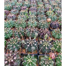 苔鑽 多肉植物 緋牡丹 鸞鳳玉 紅球 仙人掌, 鸞鳳玉（小苗，裸根脫盆寄送）,1顆-大小約1.5-3公分（隨機出貨）