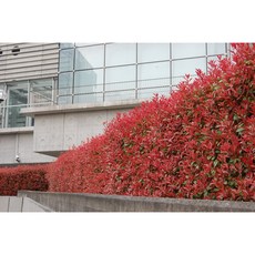 추위에 강한 홍가시 레드로빈 털이묘