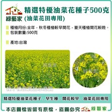 綠藝家 精選特優油菜花種子 (油菜花田專用) 500克, 1個