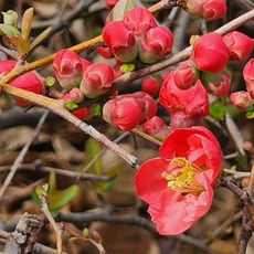 [키움원예] 명자나무 5주 (키1.0m내외), 1개