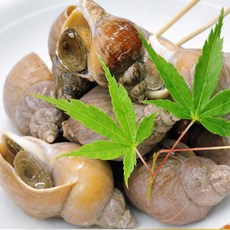 [당일조업] 국내산 생물 골뱅이 생골뱅이 흑고동, 1박스, 1kg