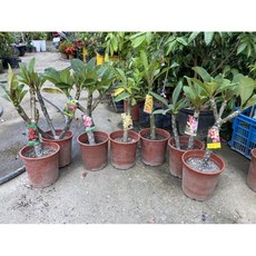 霏霏園藝 雞蛋花盆栽 各品種 5吋盆, 粉紅, 1個