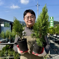 다목농원 에메랄드 그린 묘목 20cm 40cm 포트묘 화분묘 미측백 침엽수 측백나무, 1개, 40cm 전후