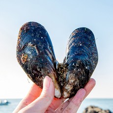 [맛수러움] 안면도 직접 따온 자연산 홍합 섭 1kg, 1kg(10-12미), 1박스