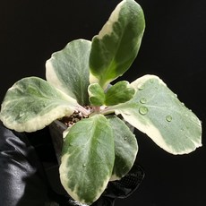 무늬 카랑코에 칼랑코에 동일품배송