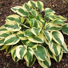 [가든조아] 호스타 와이드 브림 모종 10cm 포트 무늬 비비추, 1개