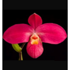 [신라난농원]Paph.Perufloras Cirila Alca 페루프러즈 실랄라 코바치 x 달레산드로이.예쁜빨강색.고급스러운꽃.토분.고급종.필독뒷사진참고, 1개