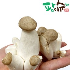 새송이버섯 국산 꼬마 미니새송이 가정용 2kg 새벽경매 당일발송, 1박스, 미니새송이 2kg