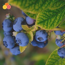 정품 생 블루베리 500g(125g x 4팩), 단품, 단품