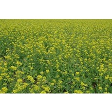 T65 油菜花種子 小包裝 綠肥 花海種子, 1包