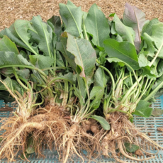 생소루쟁이 1kg 양제초 Rumex crispus, 1박스