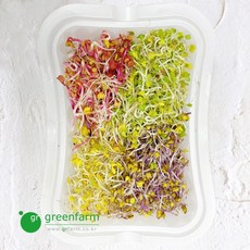 새싹 1팩(50g), 1개