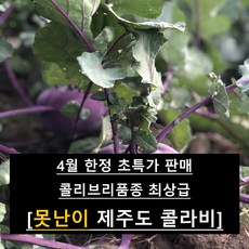 [못난이특가] 품질보증 제주콜라비 콜리브리품종 고객만족최상 랜덤발송, 1박스, 10kg