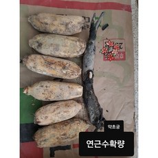 반야월 연근 연근뿌리 연꽃 홍련 1kg