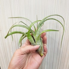 P老闆園藝 旋風木柄鳳 空氣鳳梨, 1個