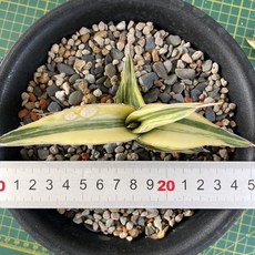 【G.L.魔仙園多肉植物】玫瑰武士錦