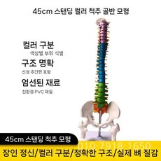 척추 모형 요추 인체 해부학 의료 교육용 디스플레이 해부모형 신경계 골반 관절, 45cm 세로 색 미분 + 대퇴골두