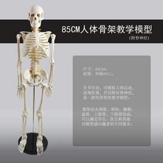 包郵!人體骨骼模型85cm人體脊椎骨架成人脊柱標本全身骨骼模型小骷髏人人體模型 教学 模型 穴位 關節骨架 模具, 1個, 85cm,PVC