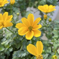 올데이플랜트 비덴스 바이덴스 3개세트, 3개