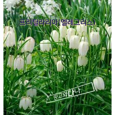 프리틸라리아 구근 5구(멜레그리스) 알바