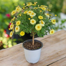 안녕두구동 목마가렛 1+1 다양한품종 일본목마가렛 4월꽃많아요(화분받침), 1개, 외목대1+1